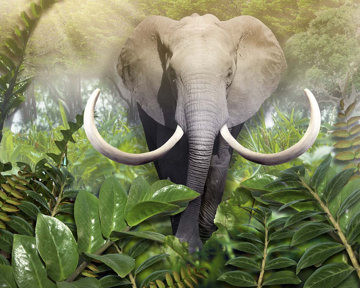 An elephant with tusks in the jungle