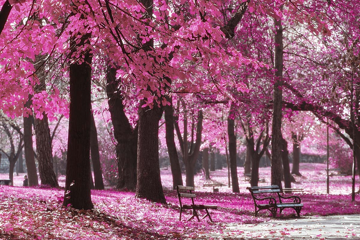 Benches in a park with pink leaves