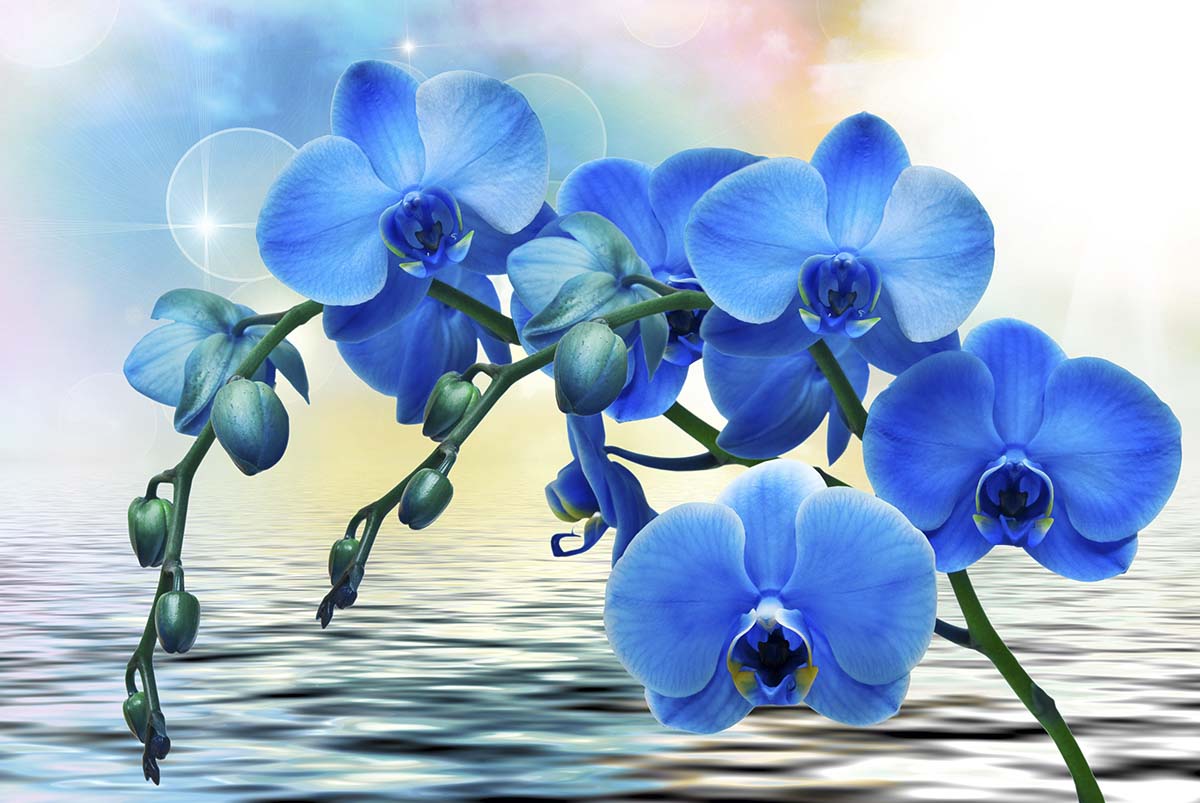 A blue orchid flowers on a branch