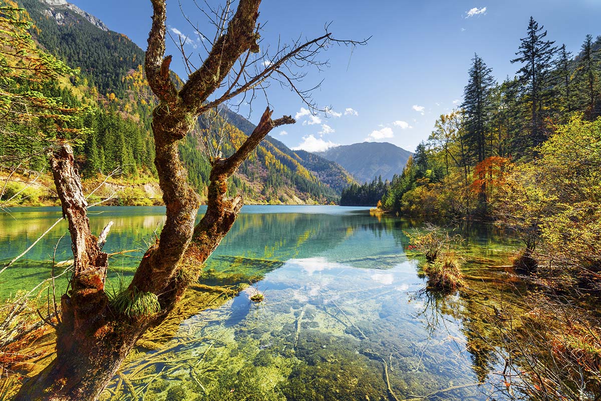 A tree next to a lake