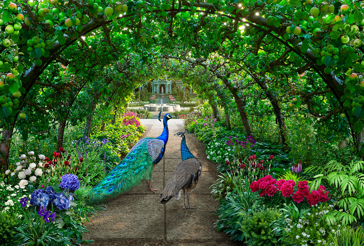 A couple of peacocks walking on a path in a garden