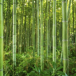 Green Bamboo Tree Wallpaper for Wall