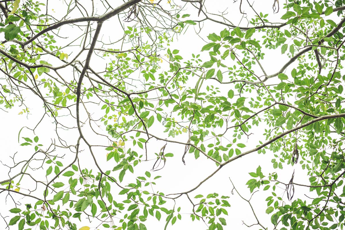 A tree branches with green leaves