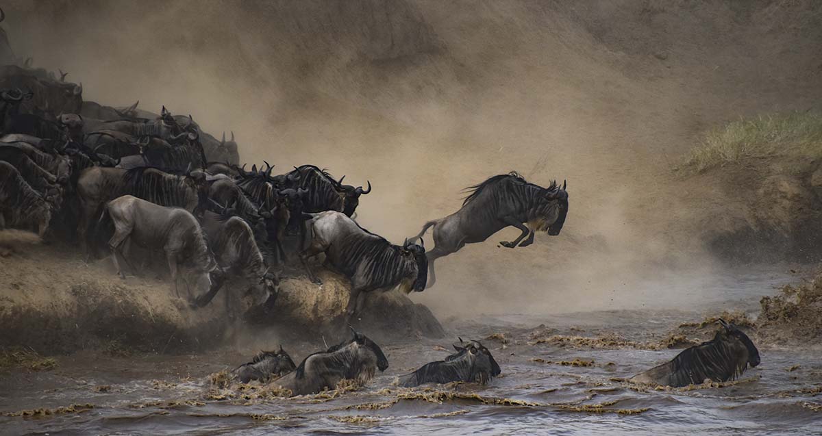 A group of wildebeest jumping into water