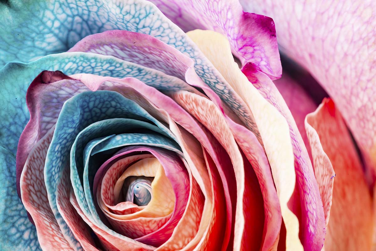 Beautiful Rose Wallpaper for Home
