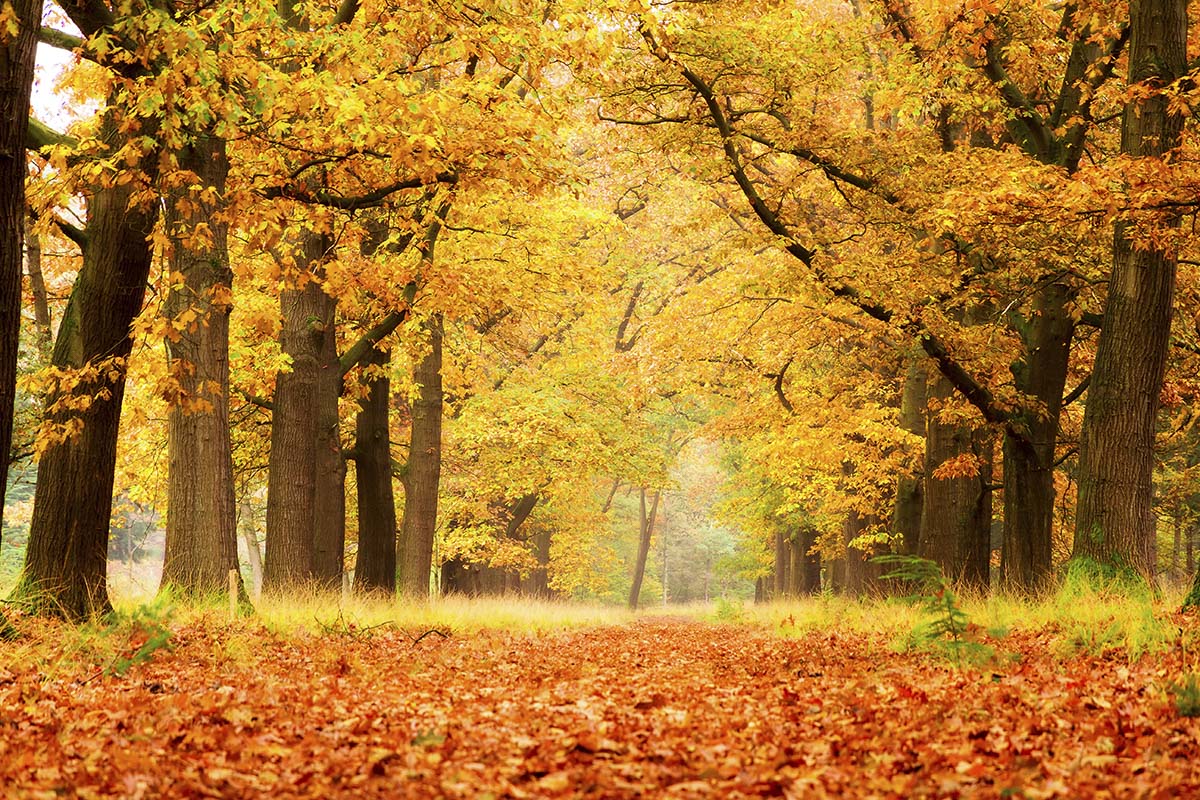 A path with orange leaves on the ground