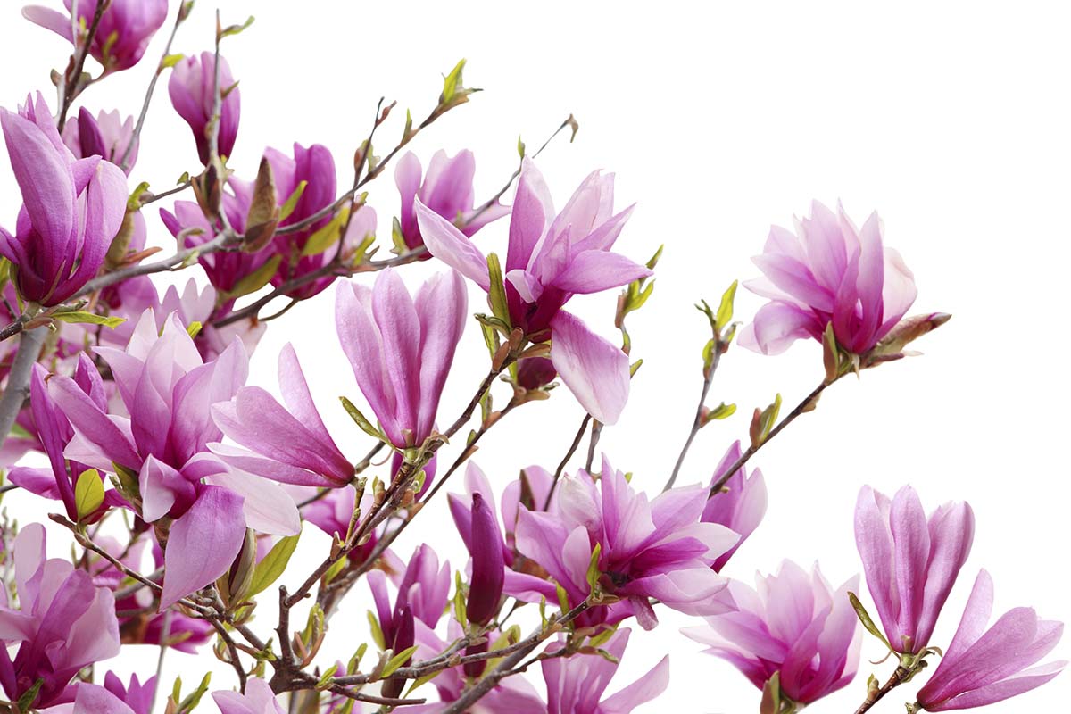 A close up of flowers