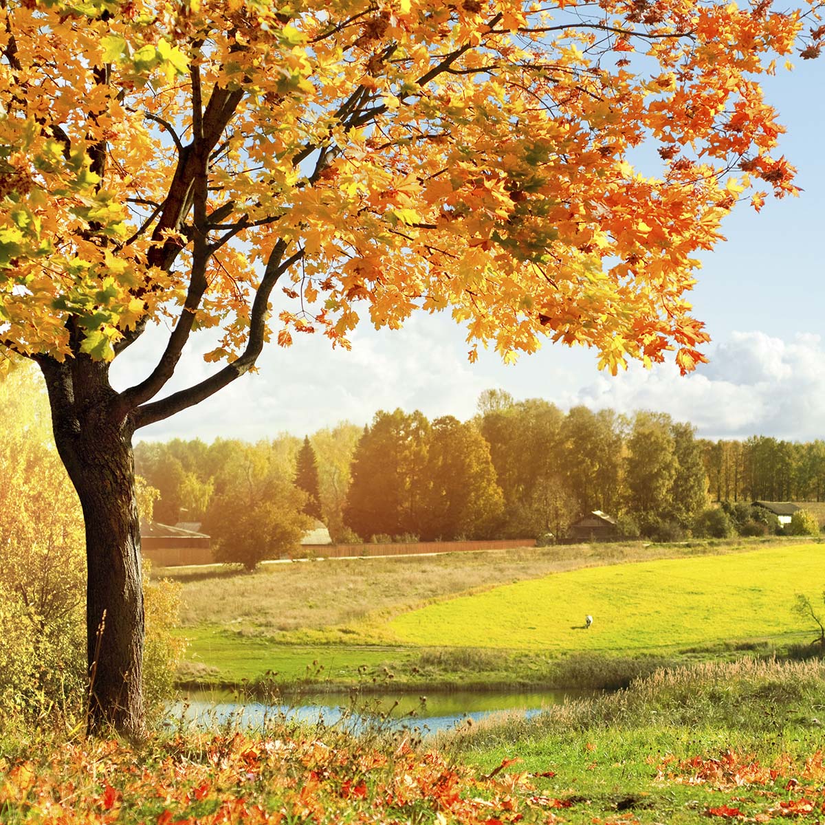 A tree with orange leaves and grass by a river