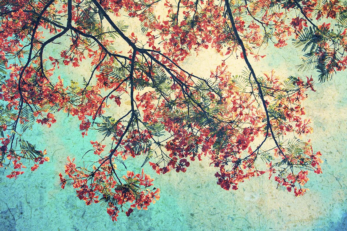 A tree with red flowers