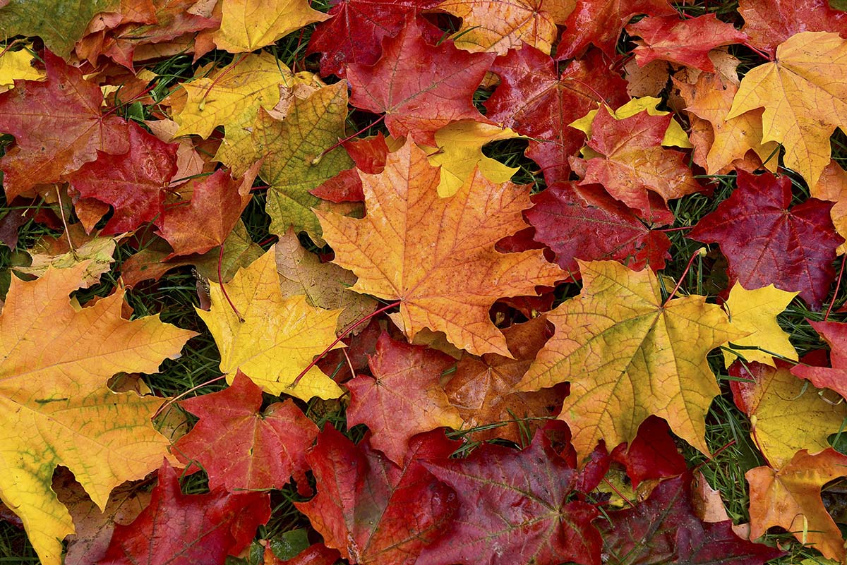 A group of colorful leaves on the ground