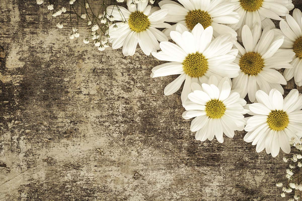 A group of white flowers