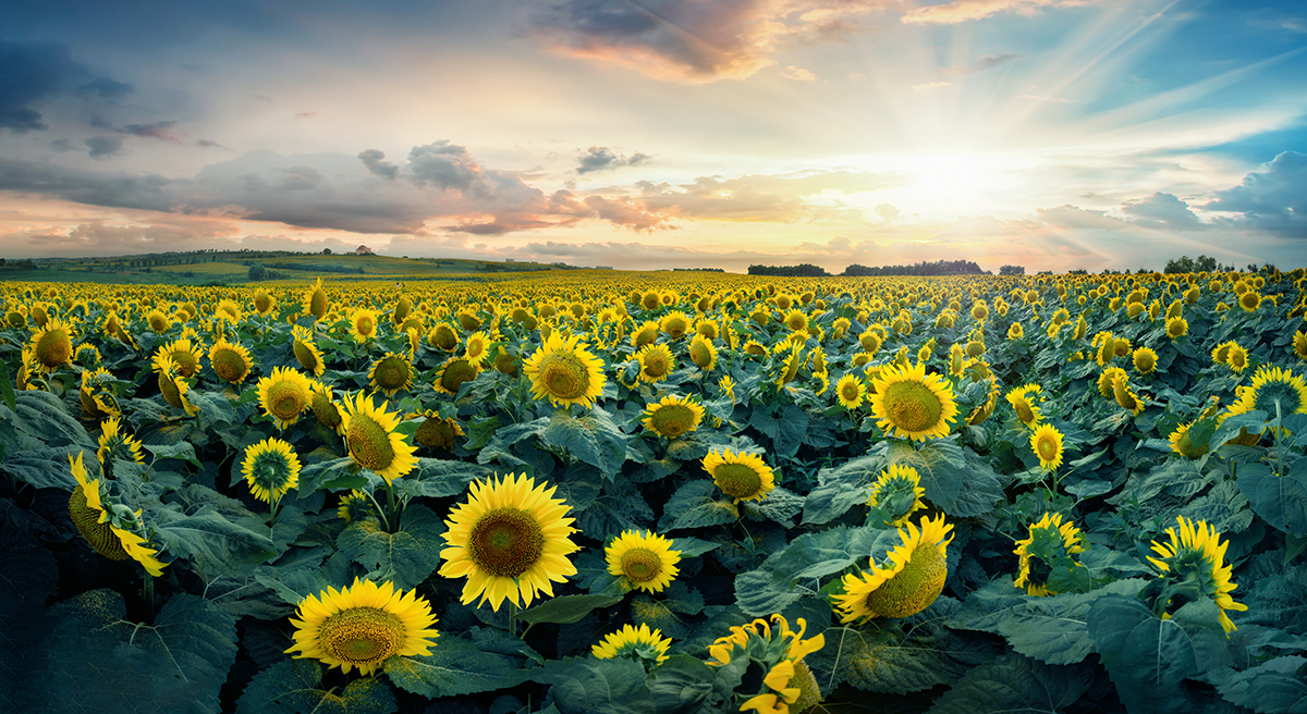 A field of sunflowers with the sun shining through the clouds