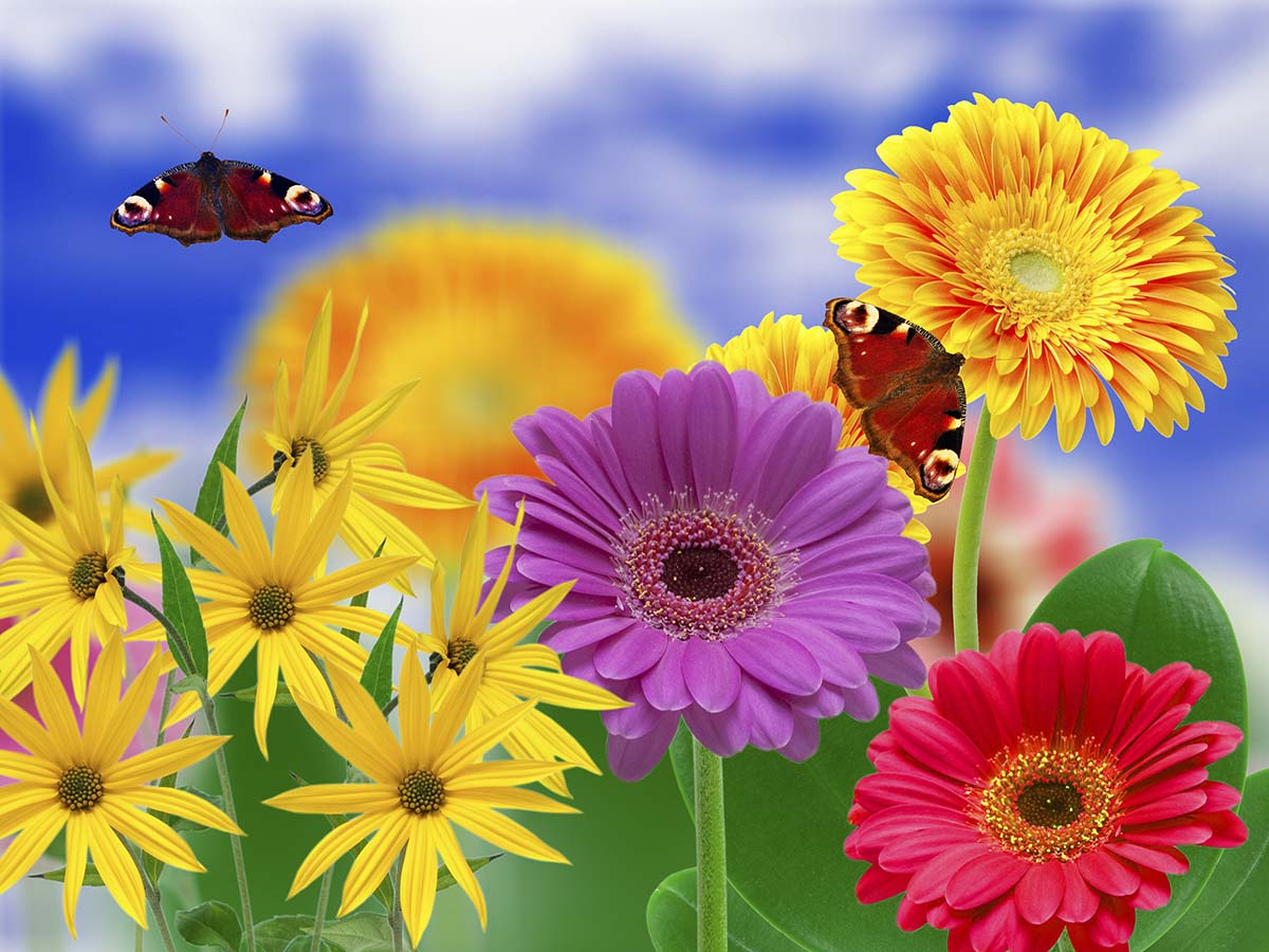 A group of colorful flowers