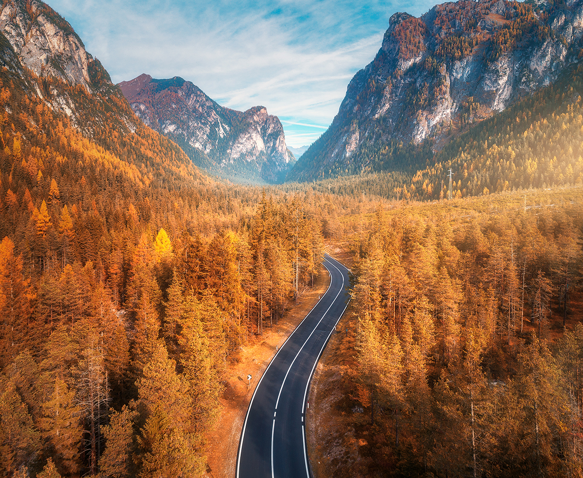 A road through a forest