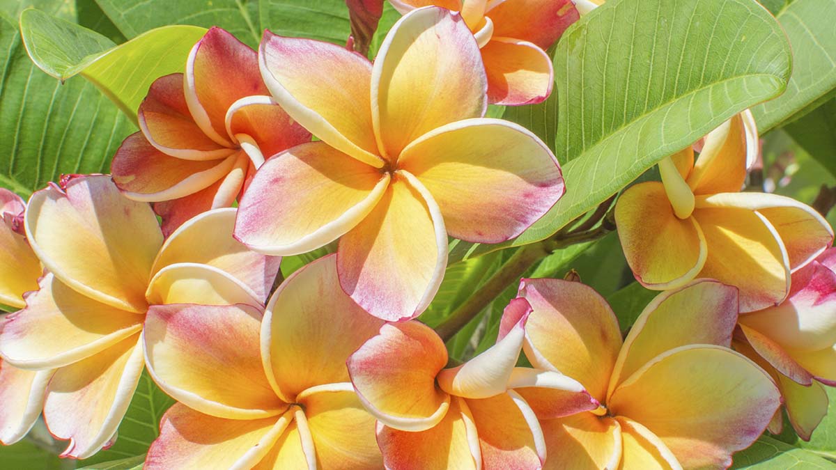 A group of yellow and pink flowers