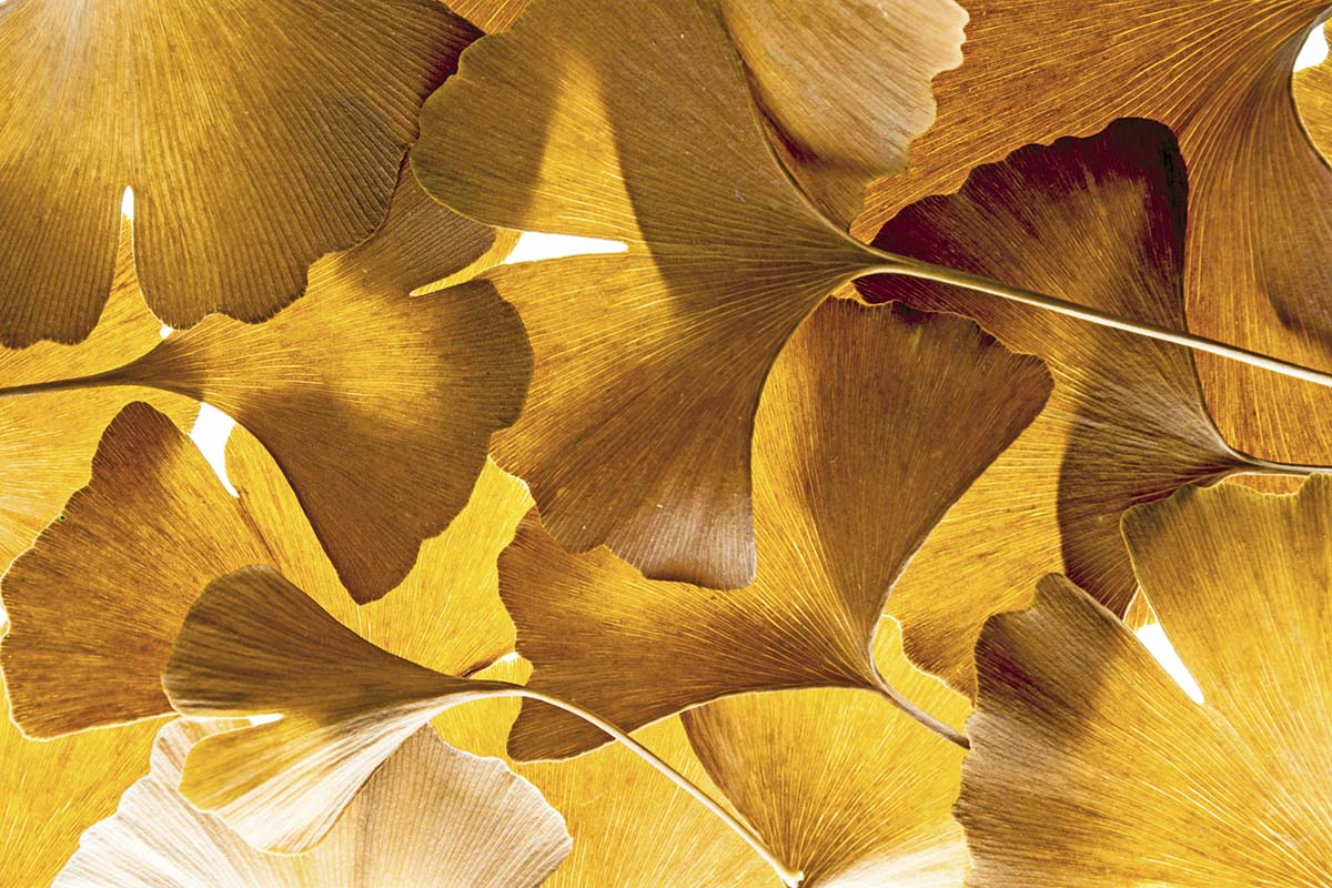 A close up of leaves