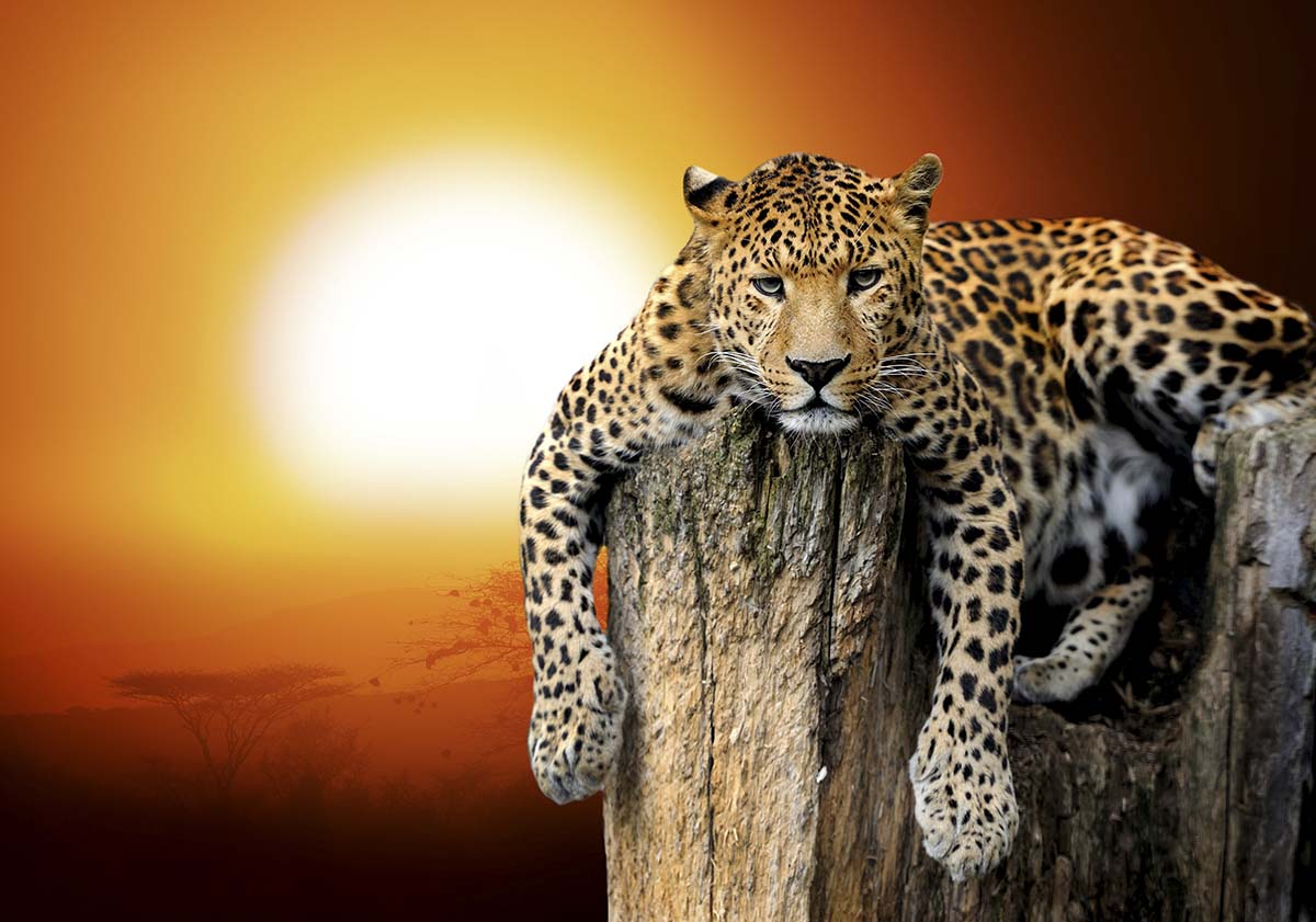 A leopard lying on a tree stump