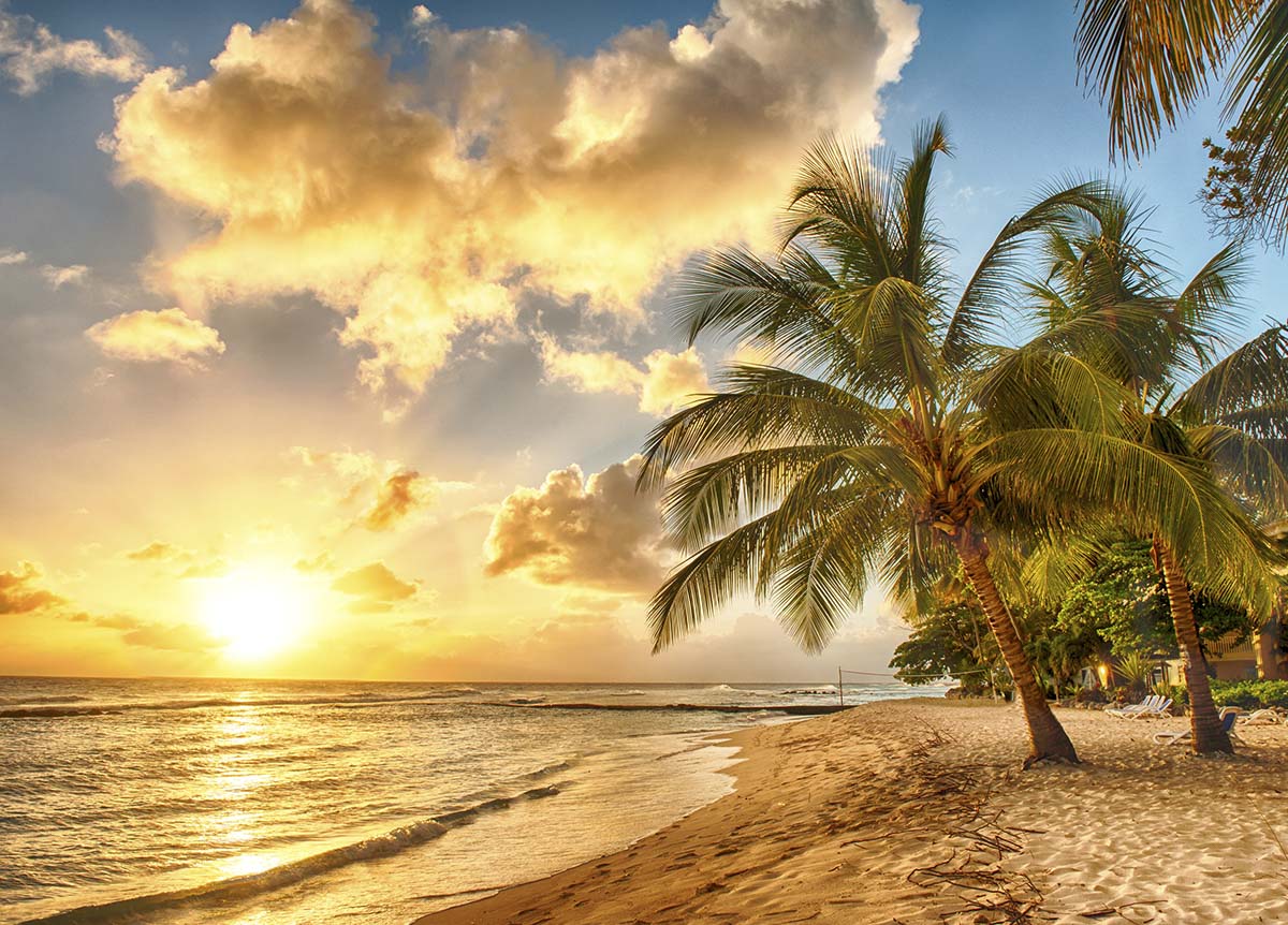 A palm trees on a beach