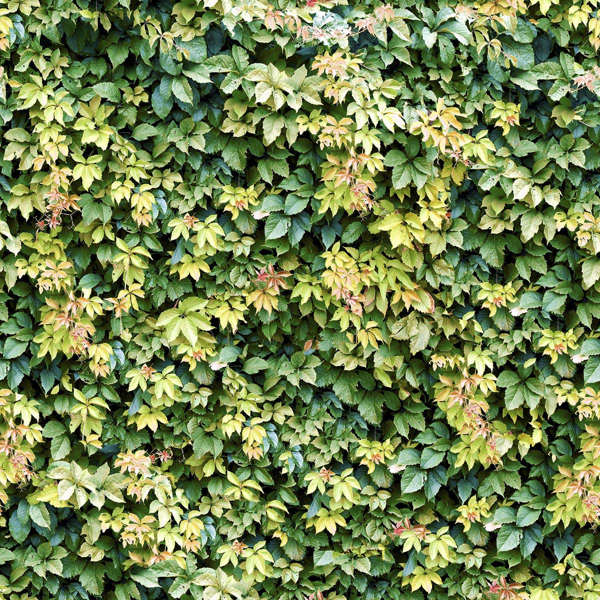 A wall of green leaves