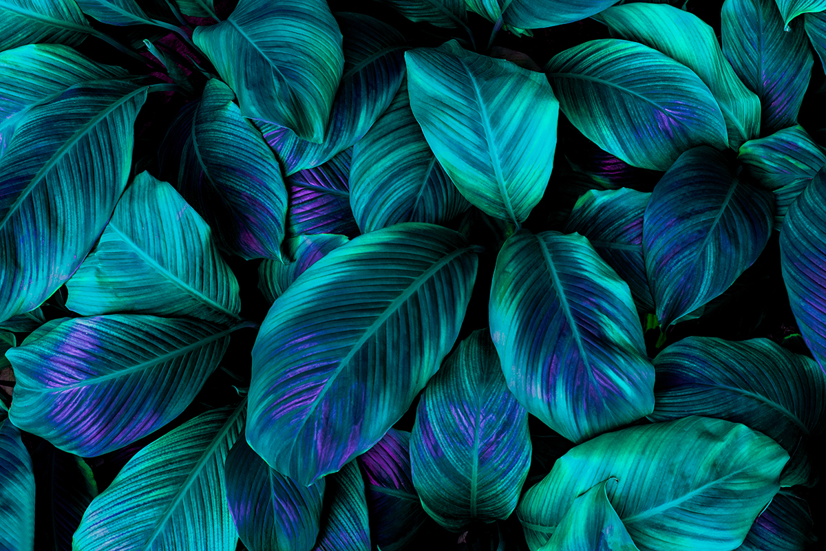 A group of blue and green leaves