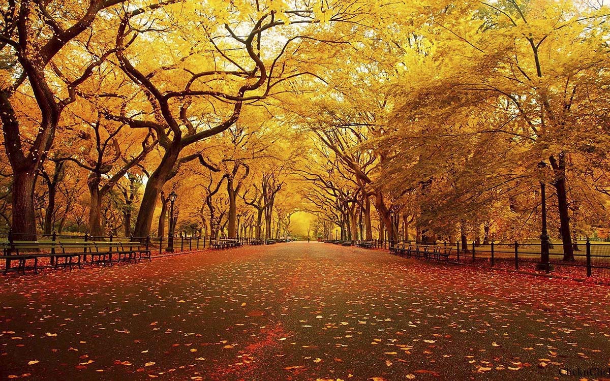 A road with trees and yellow leaves