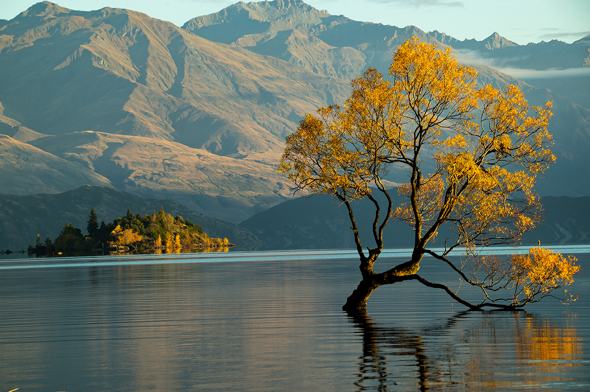 A tree in the water