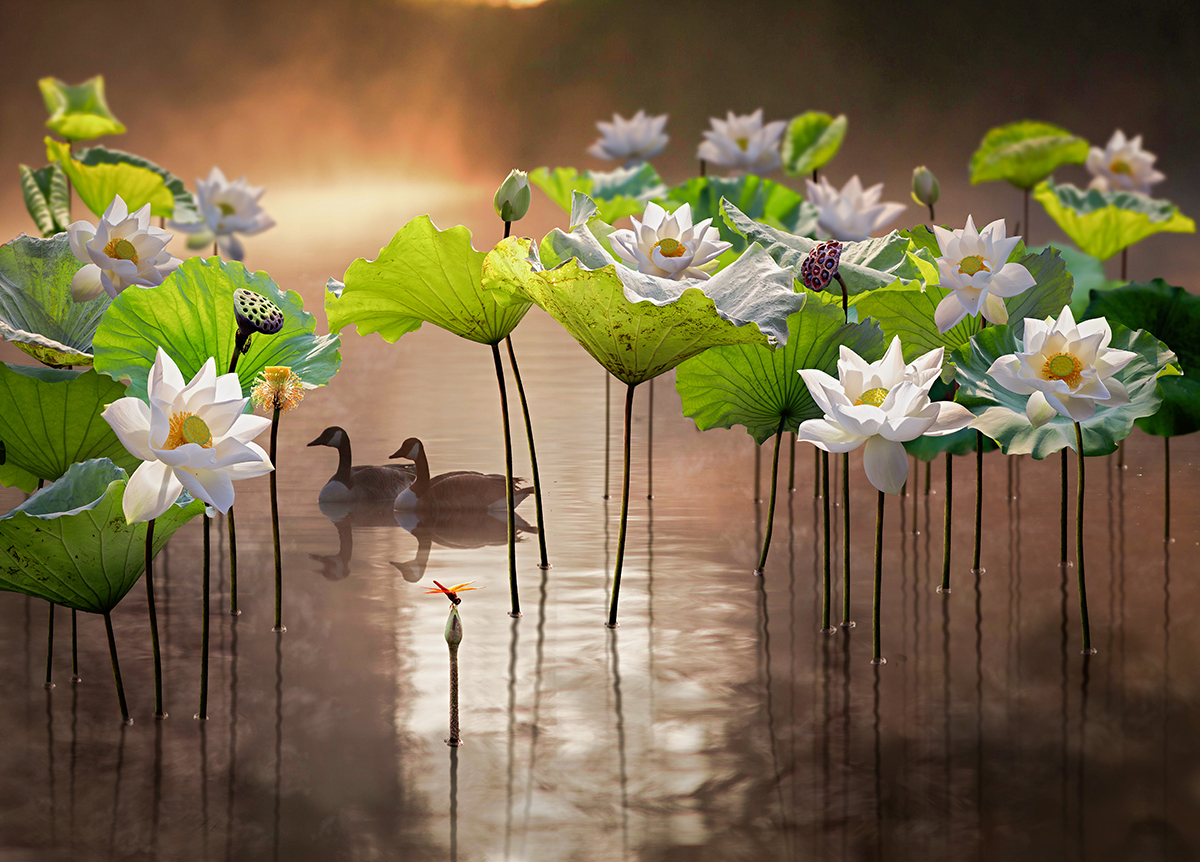 A couple of ducks in a pond with white flowers