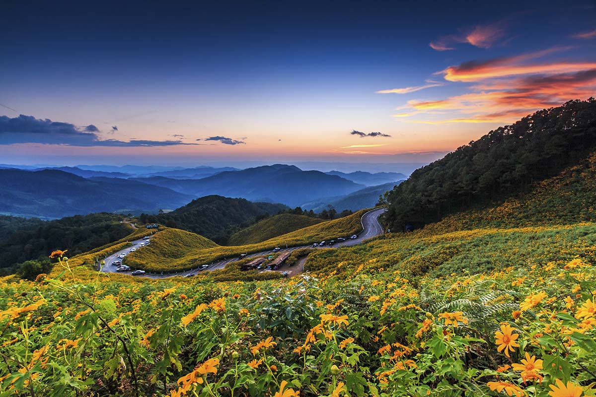 A road in a field of flowers