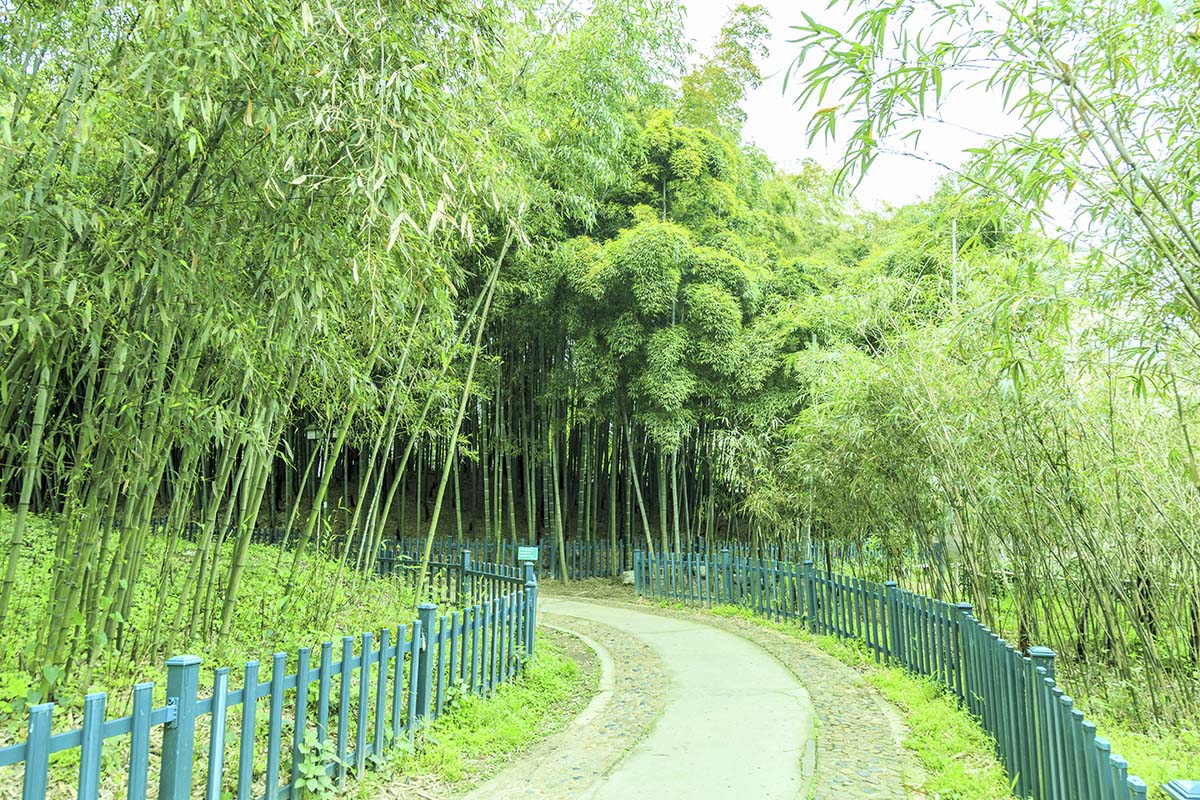 A path through a forest