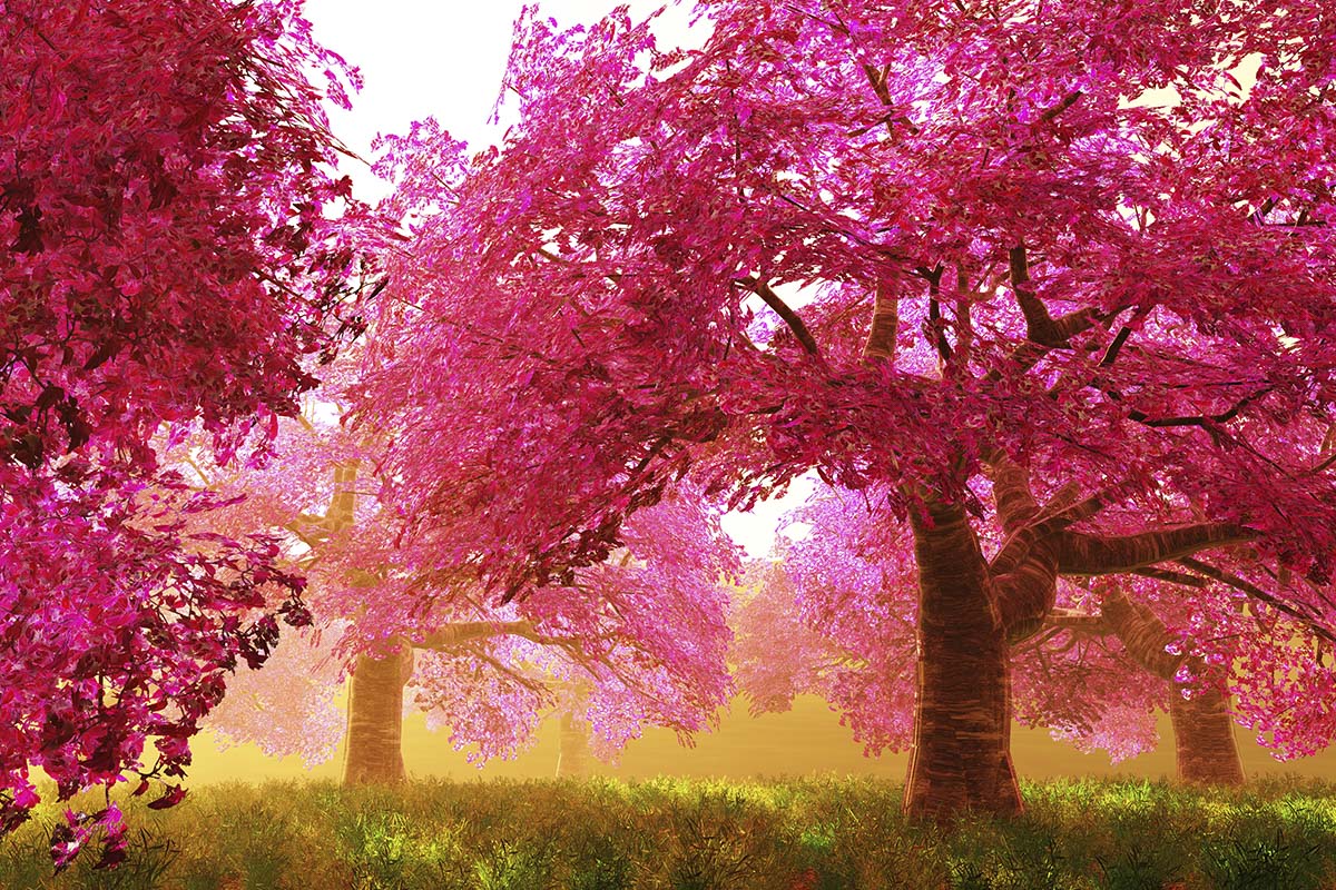A group of pink trees