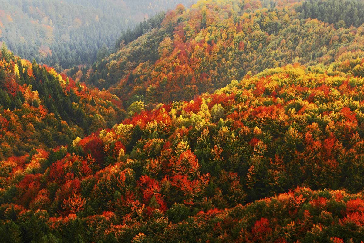 A colorful trees on a hillside
