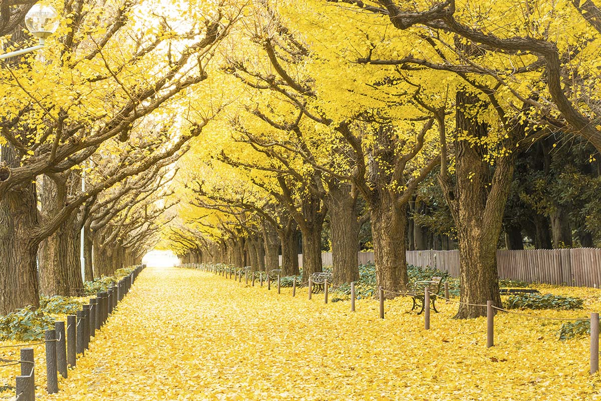 A path with yellow leaves on the ground