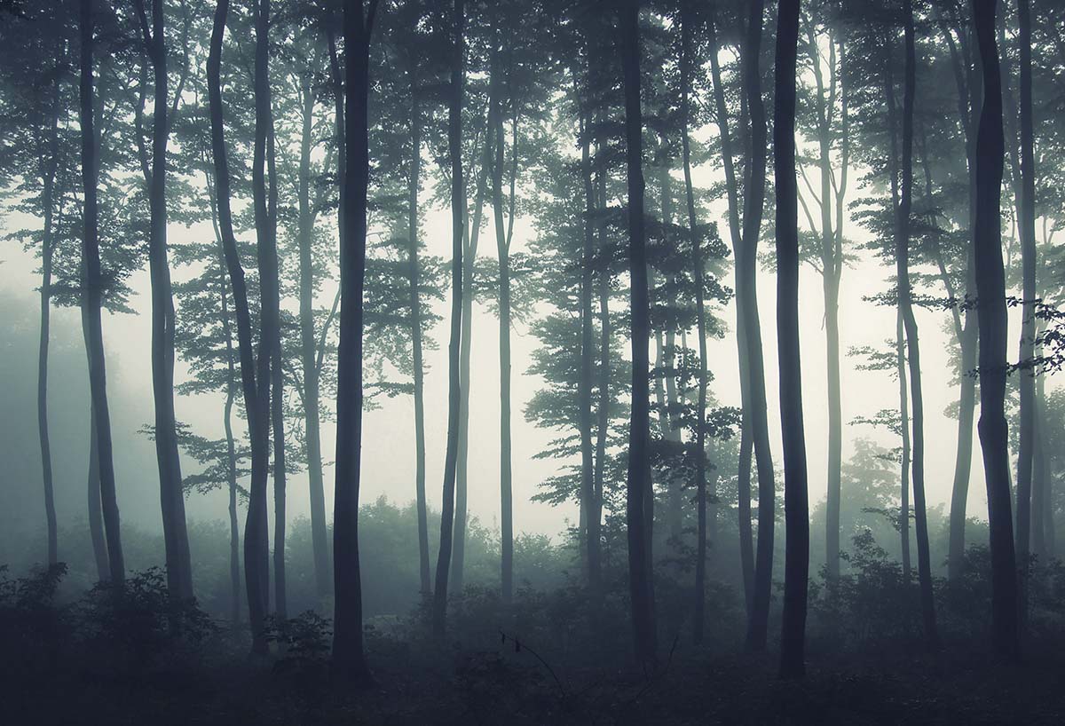A foggy forest with tall trees