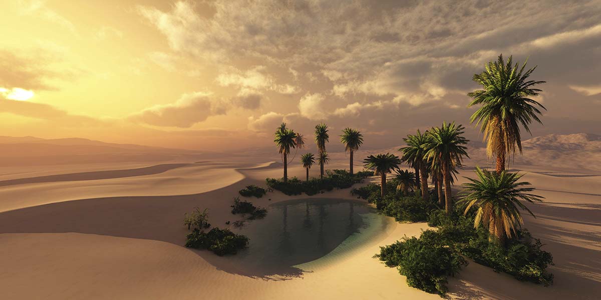 A pool in the desert with palm trees and bushes