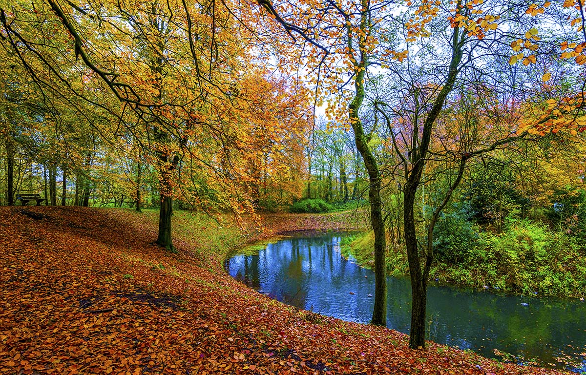 A river with trees and leaves on it