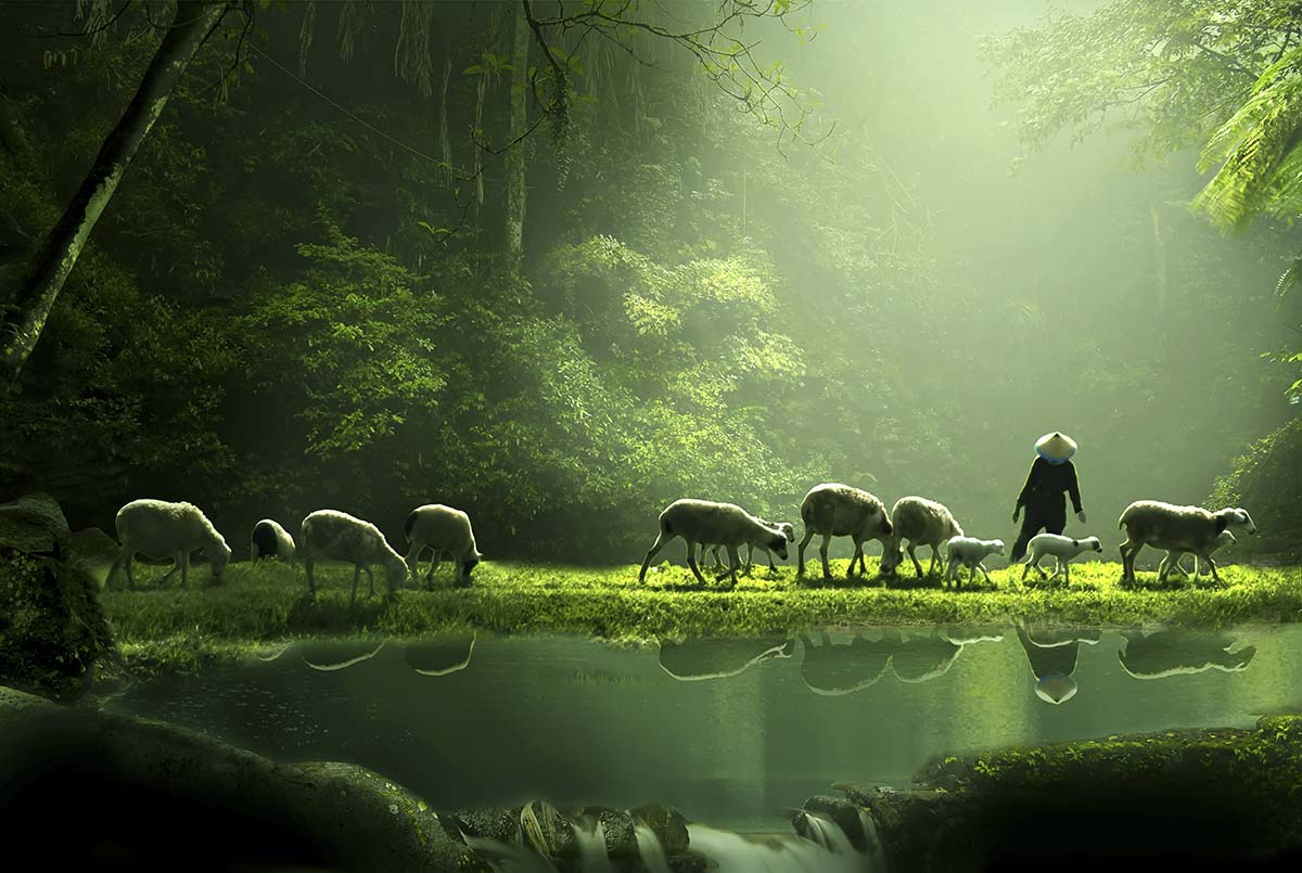 A woman walking with sheep in the forest
