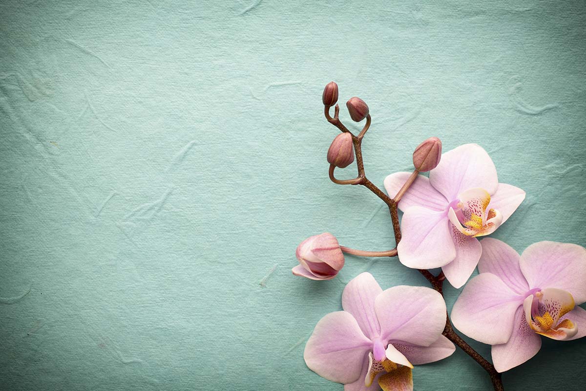 A close up of flowers