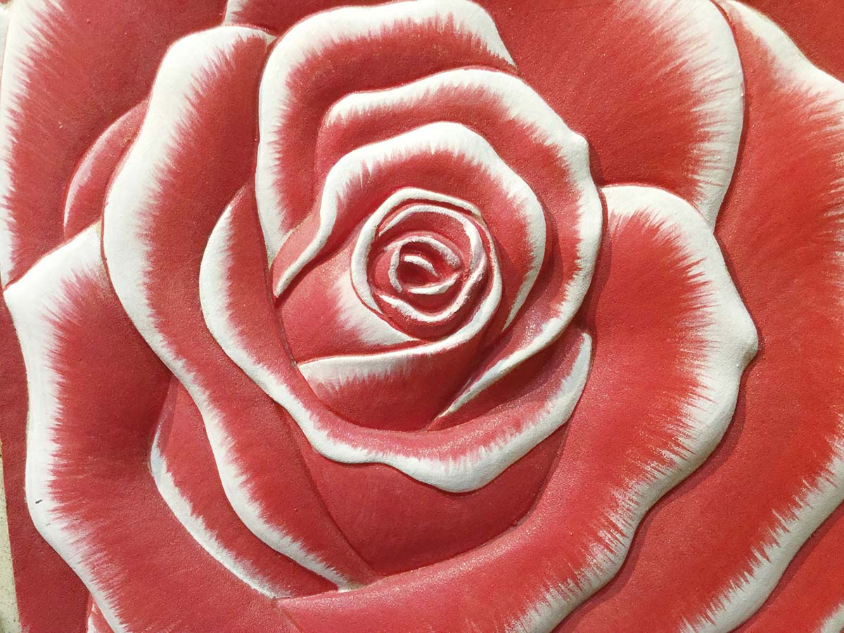 A close up of a rose