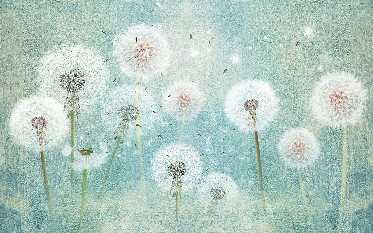 A group of dandelions in a blue background