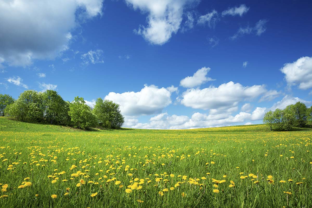 A field of yellow flowers and trees
