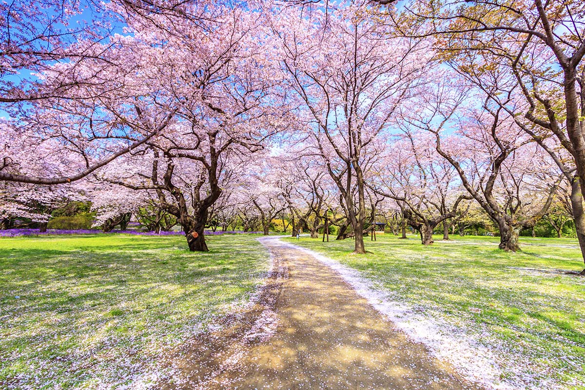 A path with pink flowers on trees