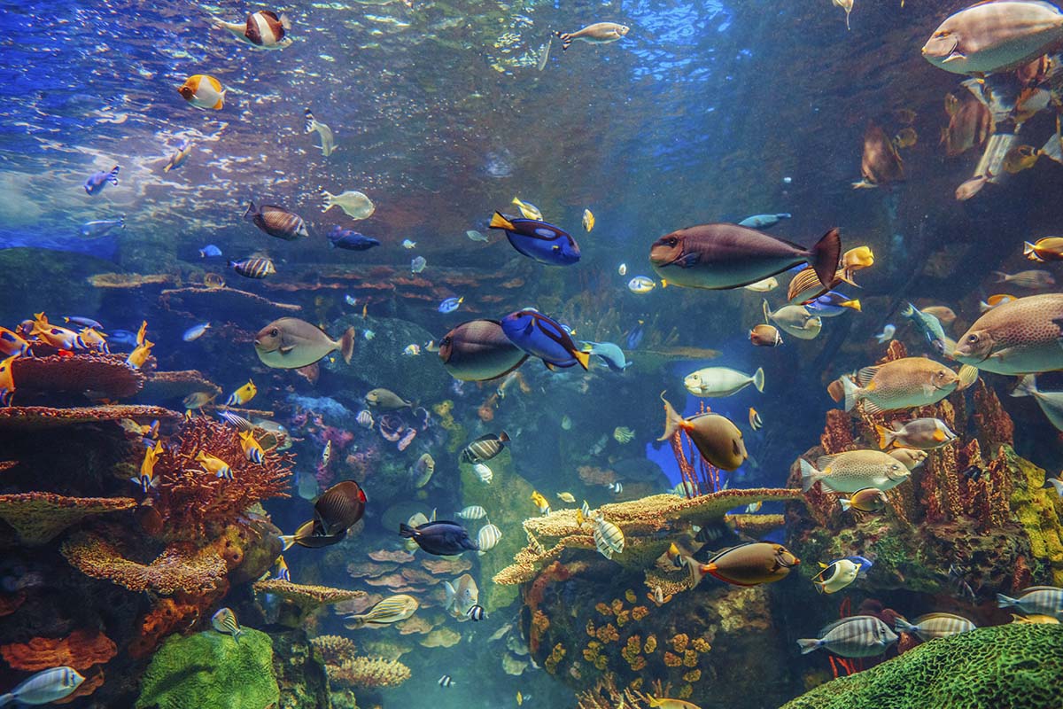 A group of fish swimming in a tank