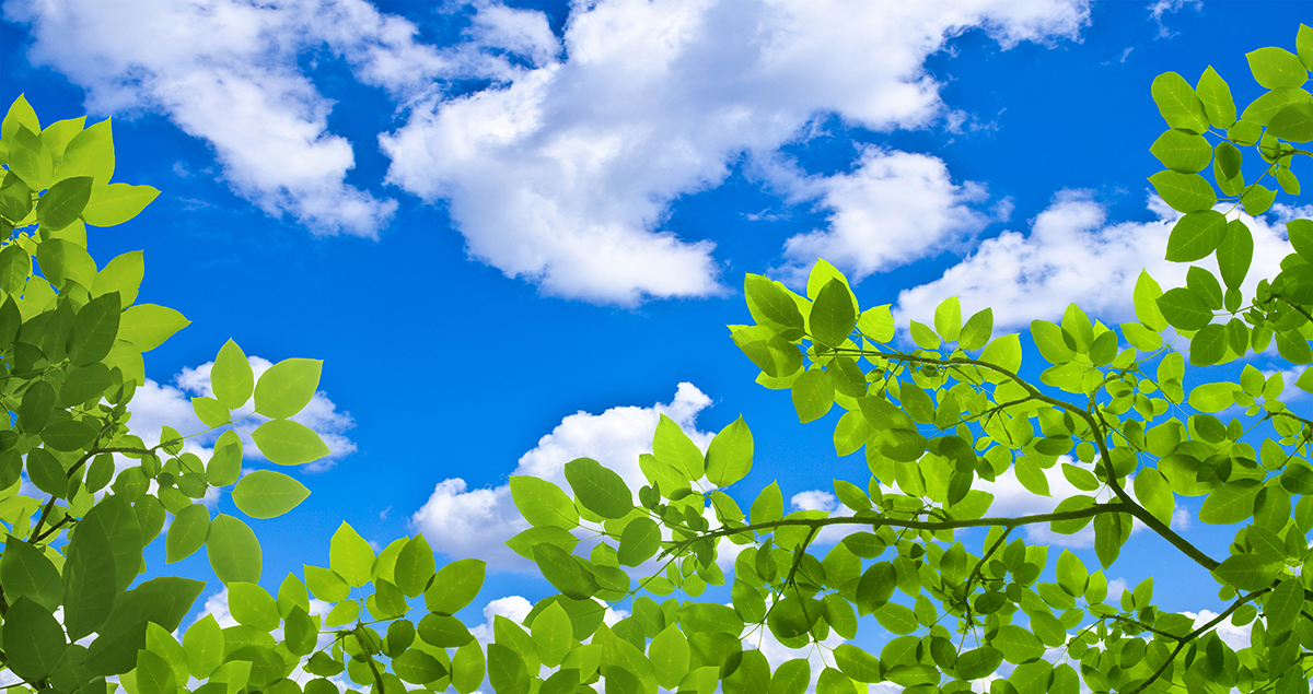 A tree branch with green leaves and blue sky with clouds