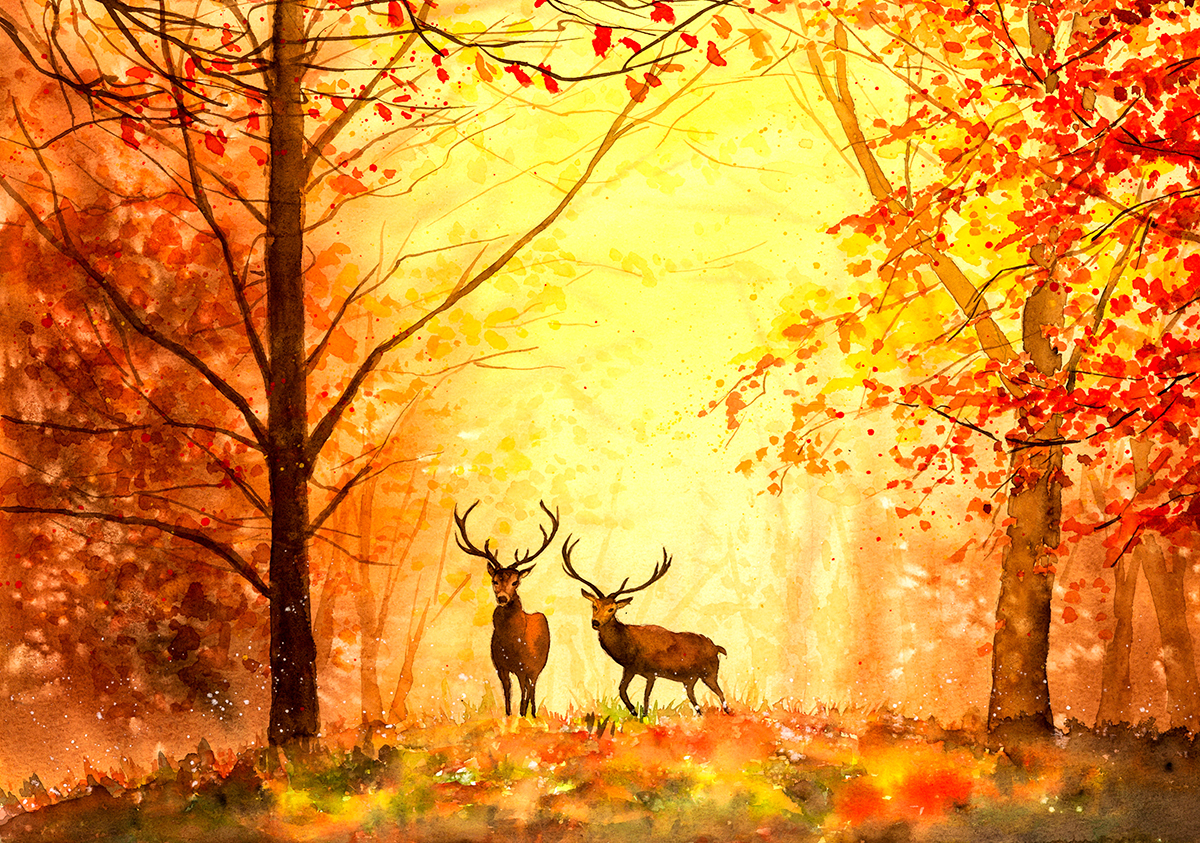 Two deer in the woods