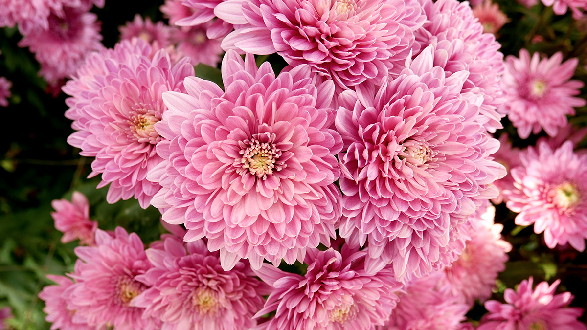 A group of pink flowers