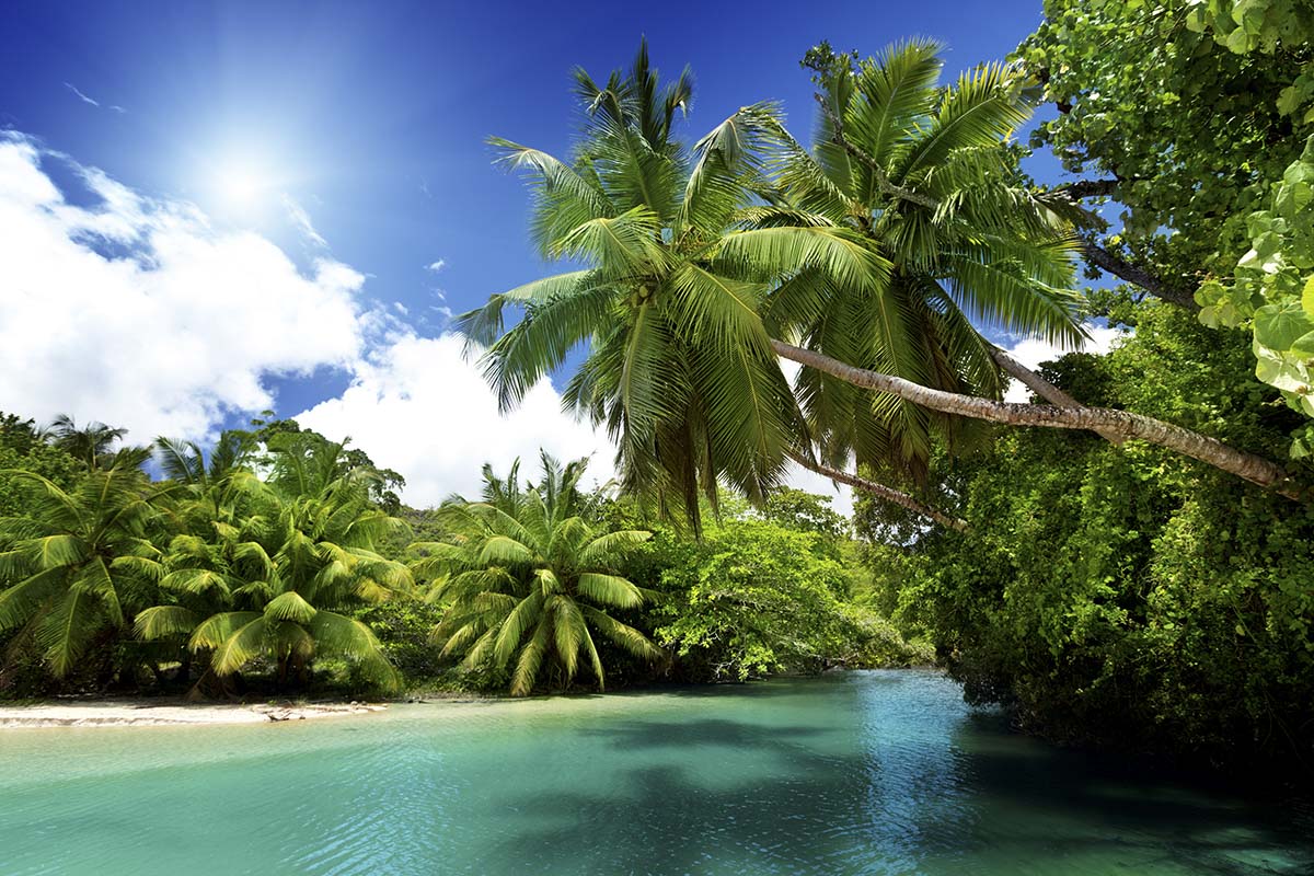 A body of water with palm trees and a sandy beach