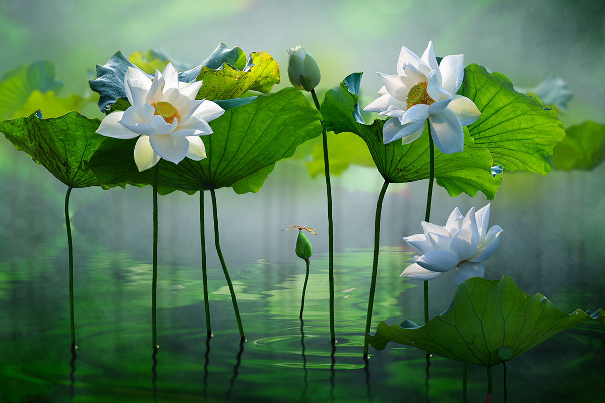 A group of white flowers and green leaves in water