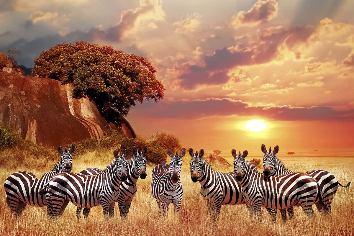 A group of zebras standing in a field with a tree in the background