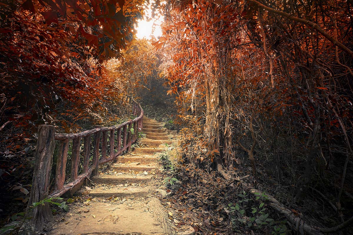 A stairs leading up to a forest