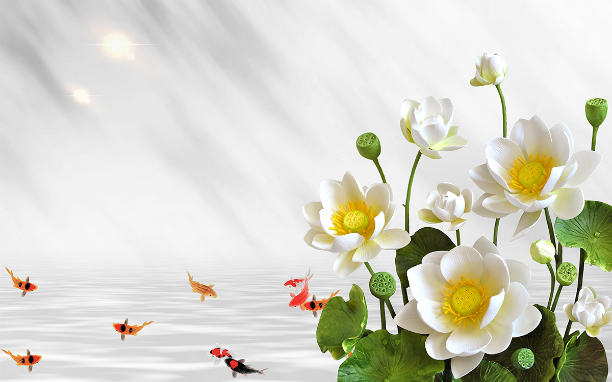 A group of white flowers with goldfish swimming in the water